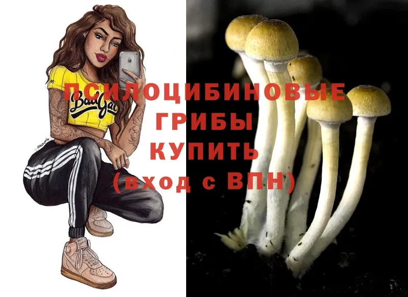 хочу   Тара  Псилоцибиновые грибы Cubensis 